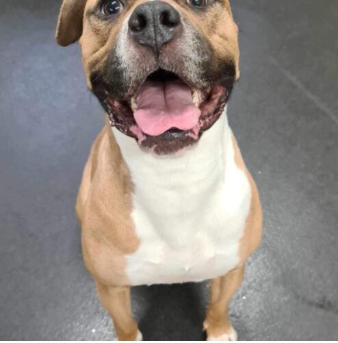 Bird enjoying foraging toy